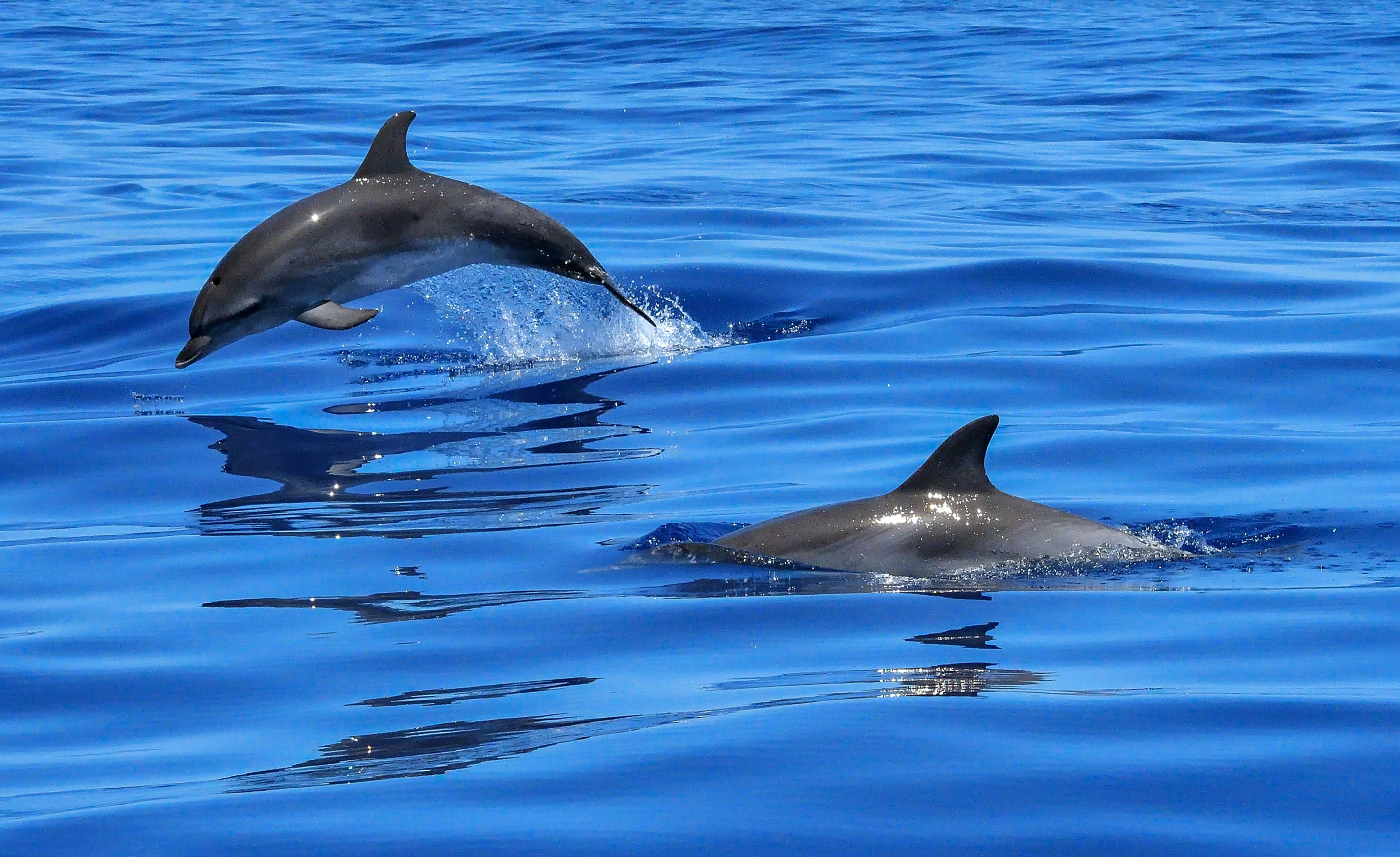 19. februar – Mednarodni dan kitov