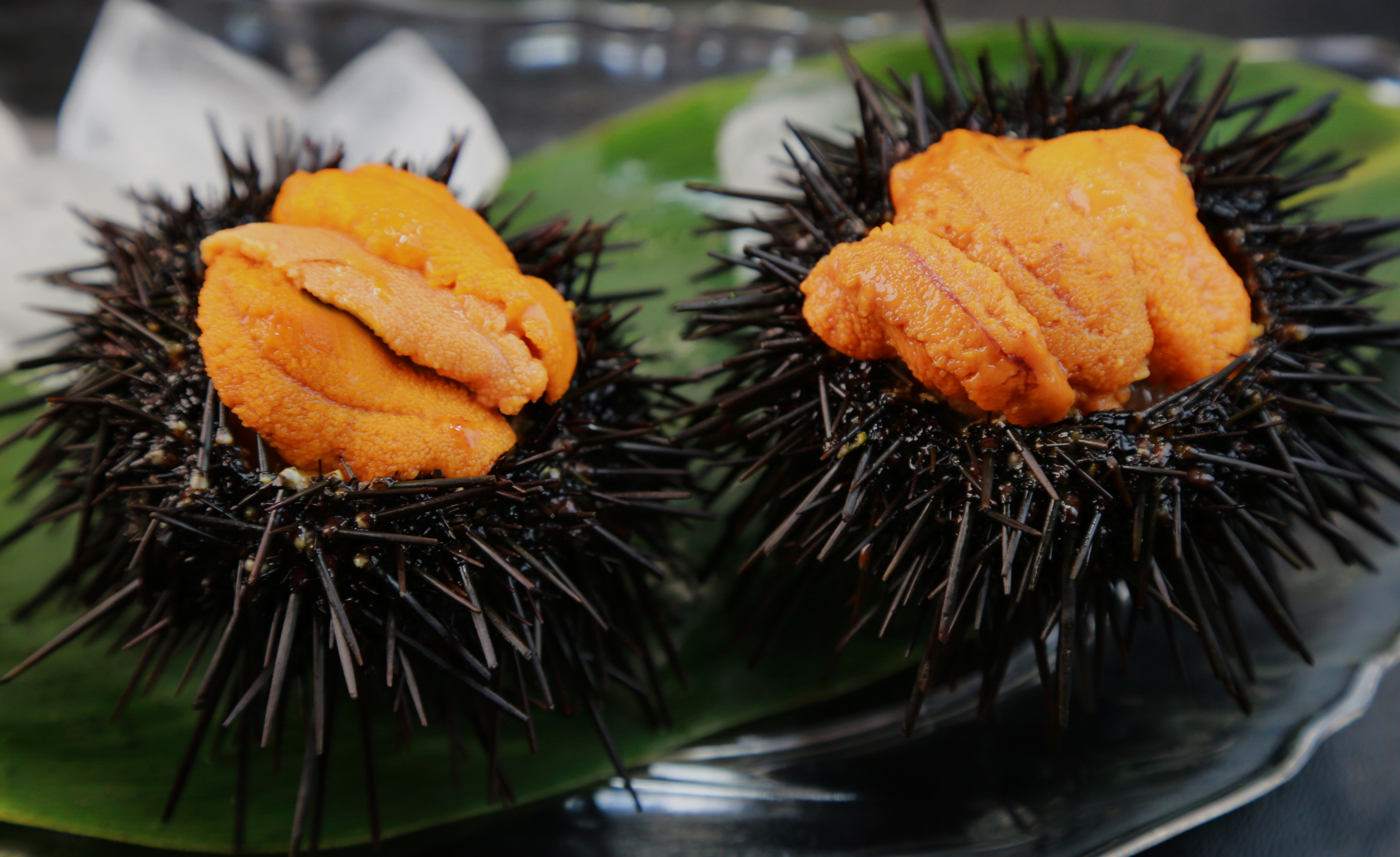 Valentinovo in morski afrodiziaki