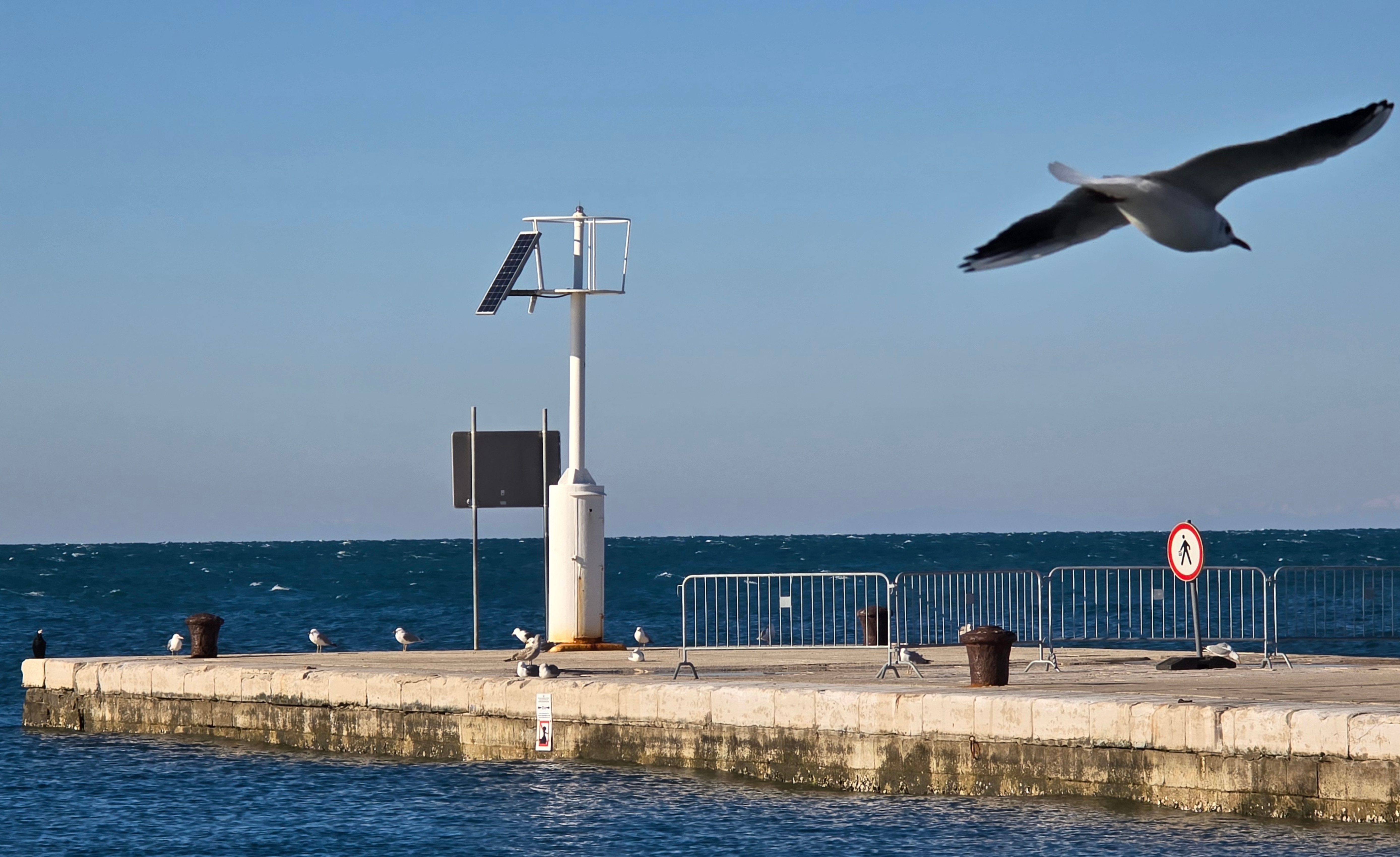 PROMO video: LASR Feral