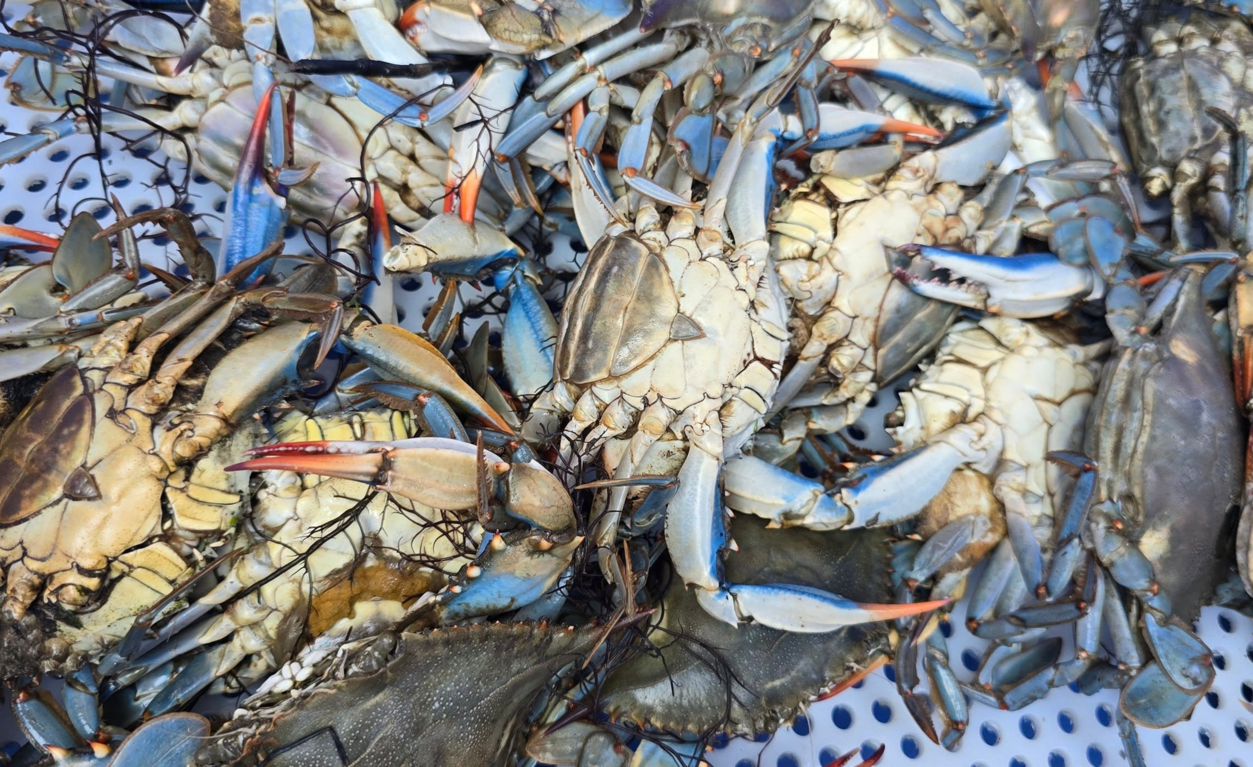 Spremljanje modrih rakovic v okviru projekta Slastna invazija